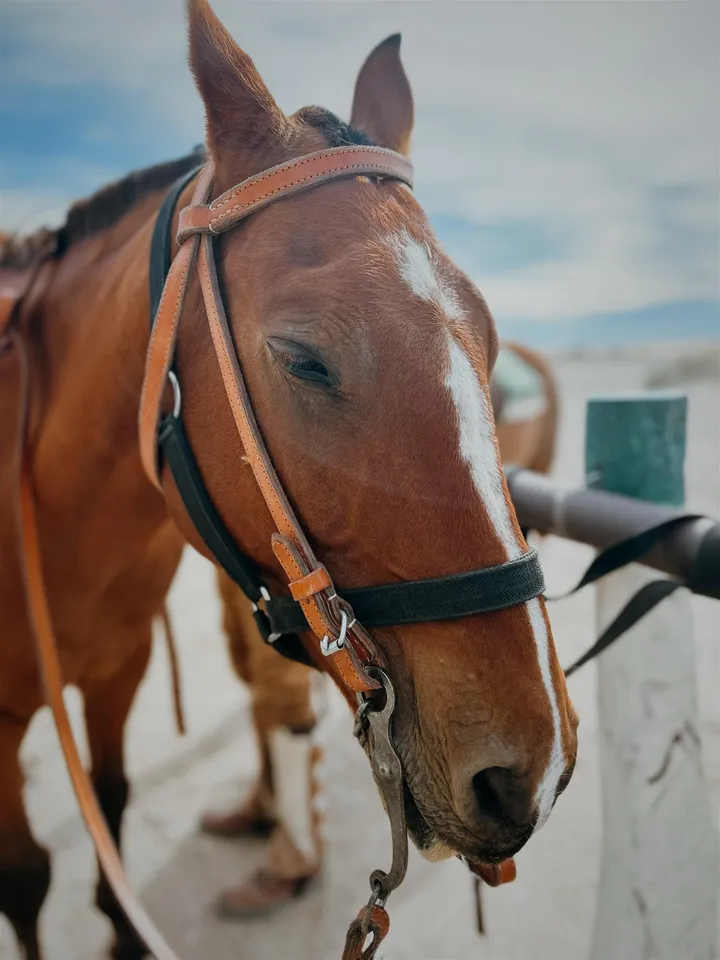 Retrato de un caballo de Pingos del Mar con su bozal de cuero
